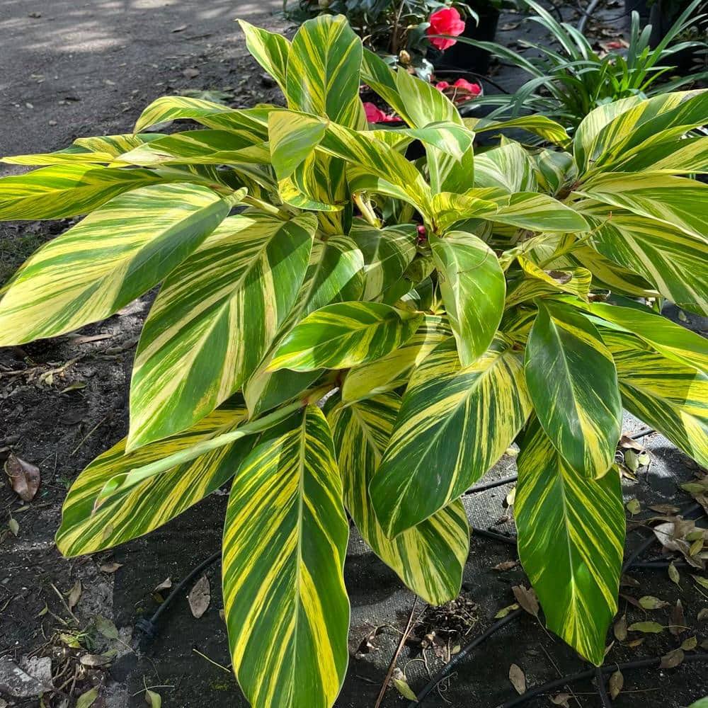 3 gal. Variegated Shell Ginger Shrub in A 10 in. Black Nursery Pot - Product image 1