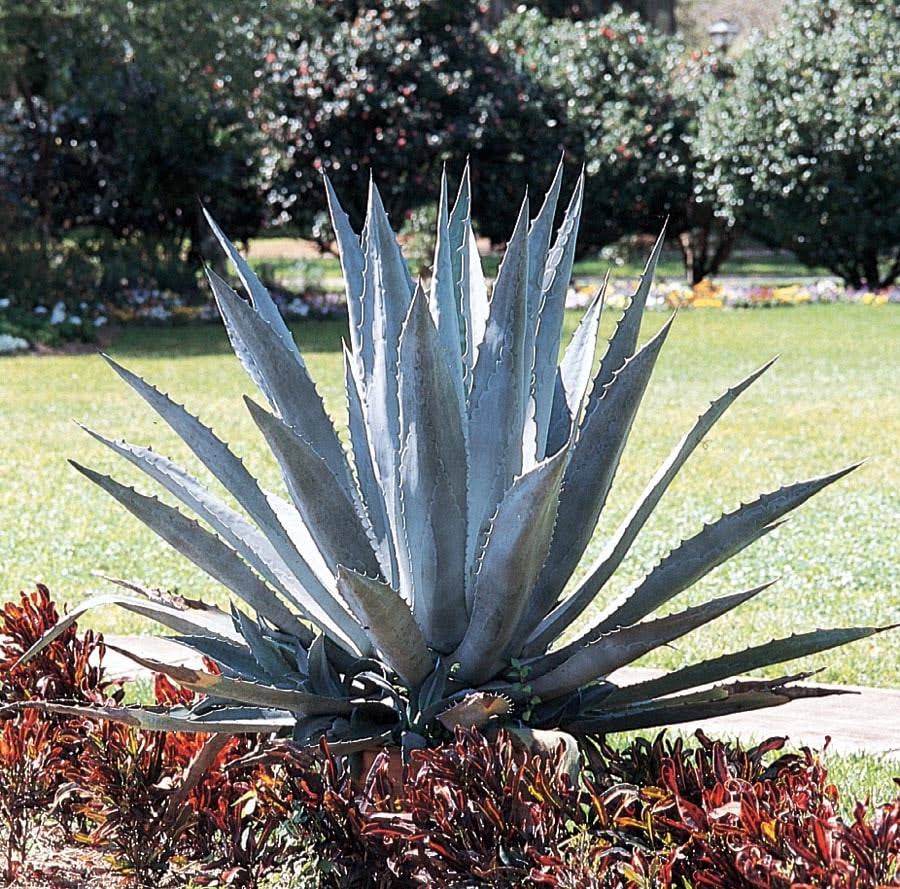 Lowe's Century Plant - Nursery - Product image 1